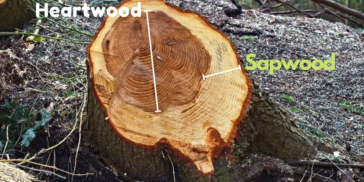 What Is Difference Between Wood And Timber - vrogue.co