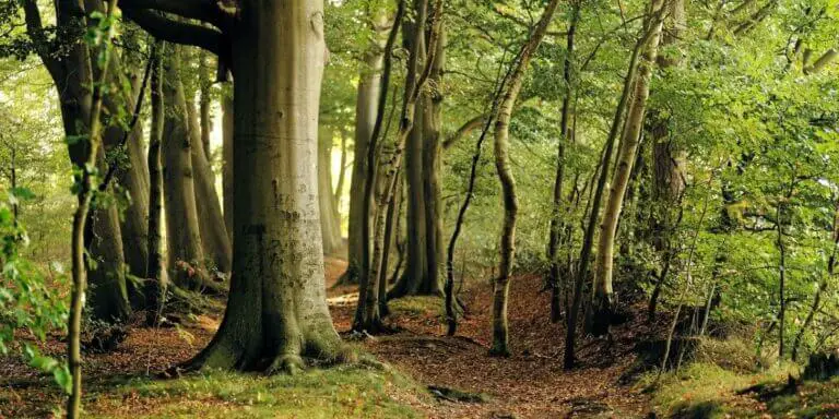 Beech Wood Properties | Its Advantages and Disadvantages