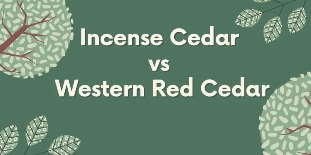 Incense Cedar Vs Western Red Cedar - Timber Blogger