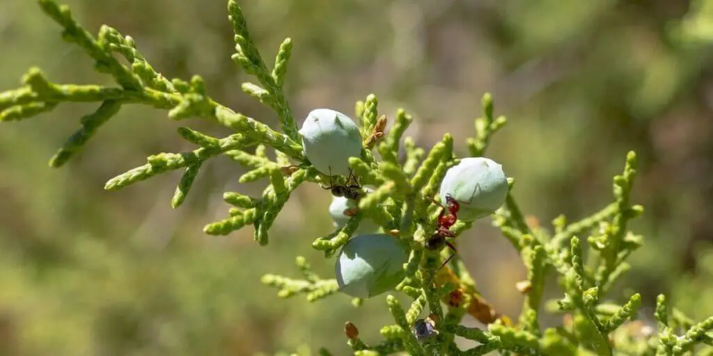 Northern White Cedar Uses, Identification, and Growth Rate Timber