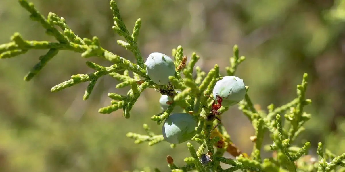 white cedar tree identification