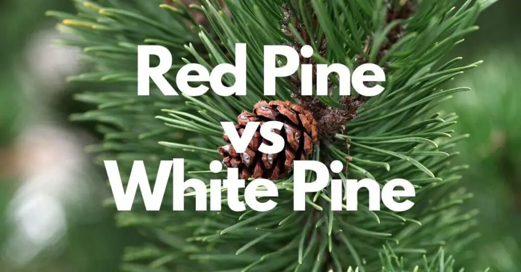 Red Pine vs White Pine Their Uses, Workability, and Durability