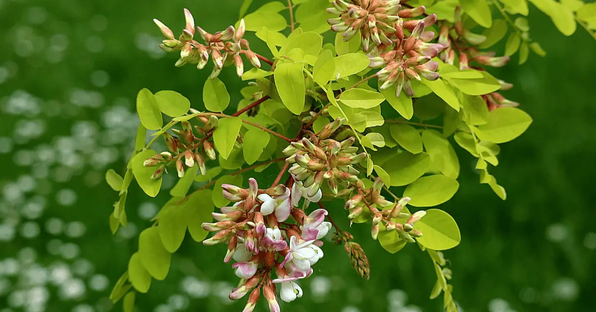 Black Locust | Uses, Care, And Identification – Timber Blogger