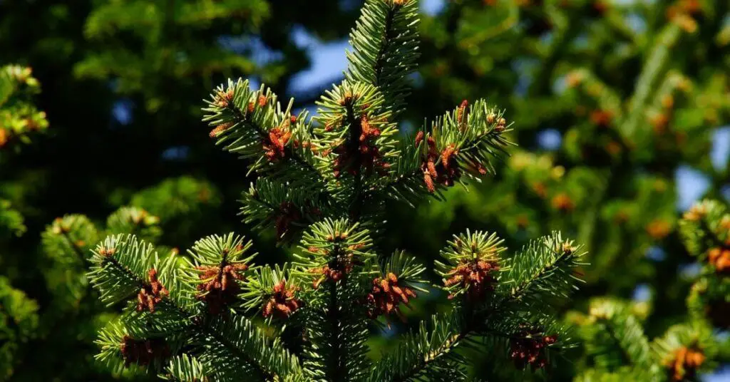 Jack Pine | Tree Uses, Identification, and Jack Pine Bonsai