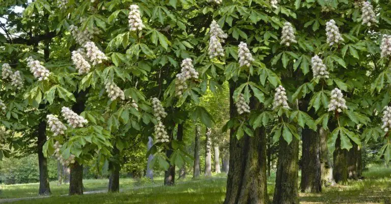 chestnut-wood-types-of-chestnut-and-uses-timber-blogger