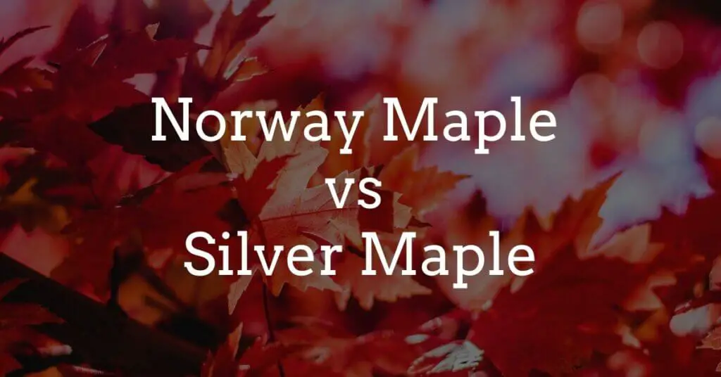 norway-maple-vs-silver-maple-properties-identification-and-uses