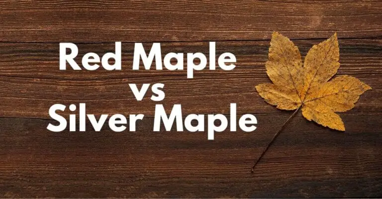 red-maple-vs-silver-maple-how-to-identify-timber-blogger