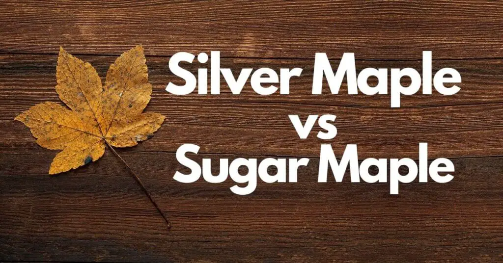 silver-maple-vs-sugar-maple-what-is-the-difference-timber-blogger