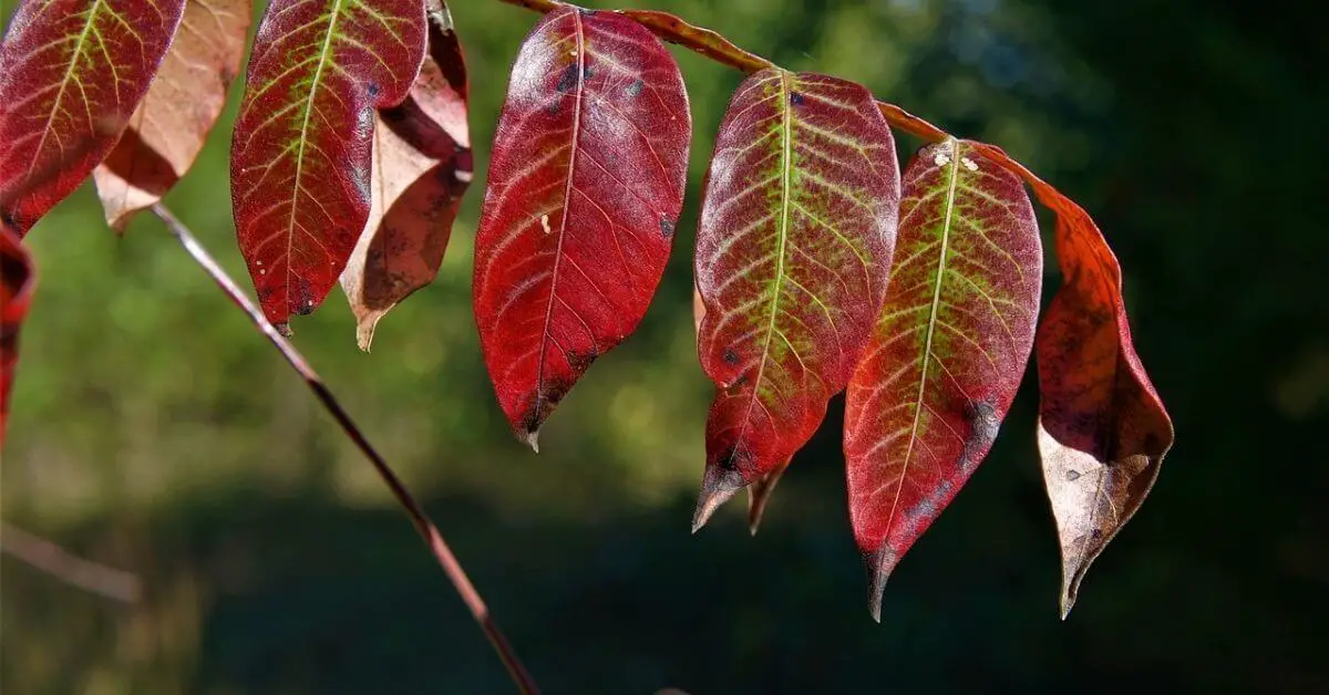 Tree of Heaven vs Sumac | Which is better for you? - Timber Blogger