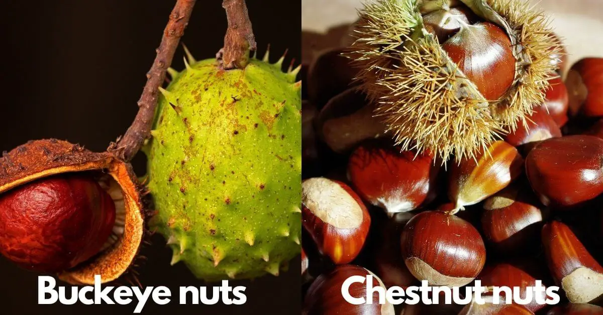 Buckeye Vs Chestnut | What’s The Difference? – Timber Blogger