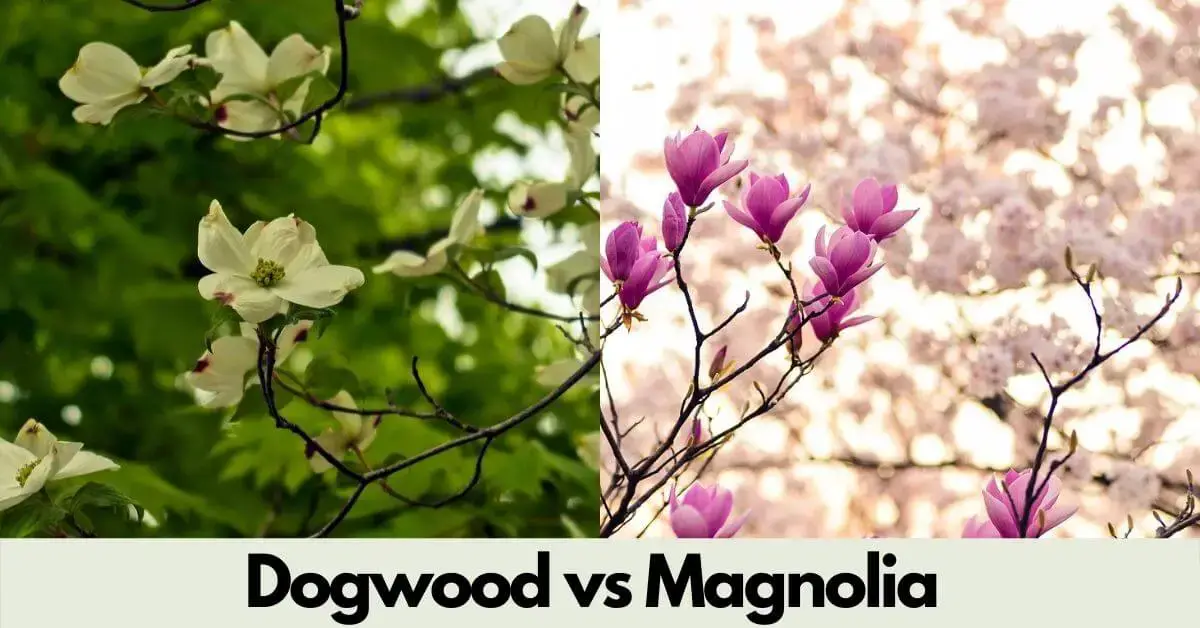 are dogwood trees male and female