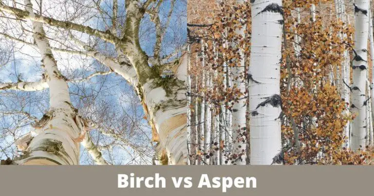 Birch Vs Aspen Which One Is Better Timber Blogger 