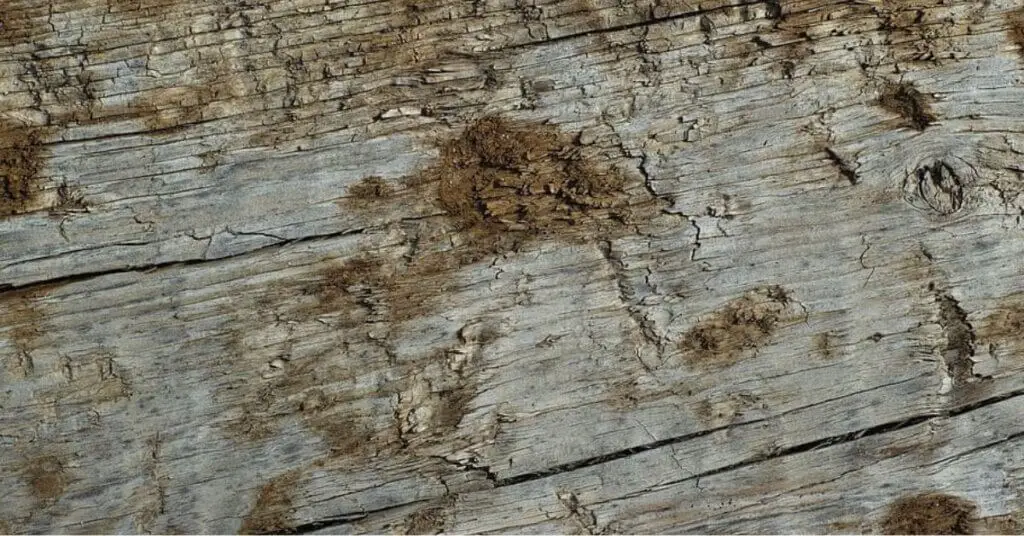 Mold Under Wood Floor What To Do Timber Blogger   Mold Under Wood Floor What To Do 1024x536 