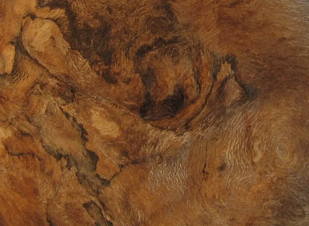 Appearance of Burl Wood